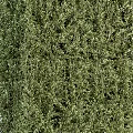 Green Shrubs In Various Shapes For Outdoor Garden Landscaping Design