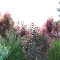 Modern shrubs 3d model