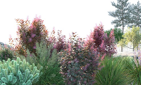 Modern shrubs 3d model