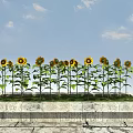 Vibrant Sunflowers in Stone Planter with Green Leaves and Blue Sky