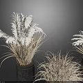 Three Bonsai Potted Plants With Dried Ornamental Grass In Black Metal Planters
