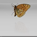 Orange And Black Spotted Butterfly With Open Wings On White Gray Gradient Background