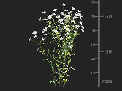 Bouquet of White Small Flowers with Green Stems and Leaves Around 50 cm Height 3d model