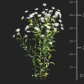 Bouquet of White Small Flowers with Green Stems and Leaves Around 50 cm Height