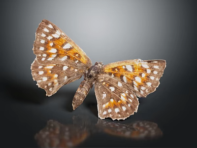 Beautiful Butterfly With Brown Orange And White Spotted Wings Perched On Dark Background With Reflection 3d model