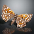Beautiful Butterfly With Brown Orange And White Spotted Wings Perched On Dark Background With Reflection