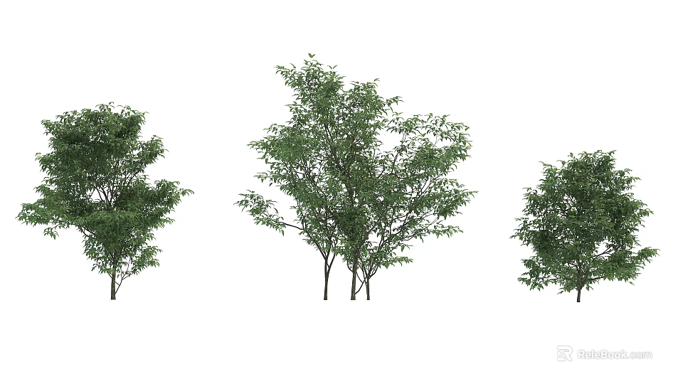 Three Tall Arbor Trees With Lush Green Foliage And Natural Shapes 3d model 