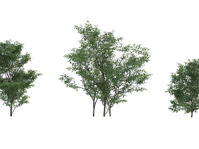 Three Tall Arbor Trees With Lush Green Foliage And Natural Shapes 3d model