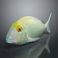 Vibrant Yellow Green Tropical Fish with Large Round Eyes on Glossy Surface with Reflection