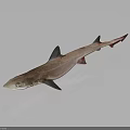 Realistic Brownish Shark With Red Fins In Side View On Smooth Reflective Surface