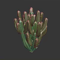 Green Cactus Plant With Multiple Branches And Yellow Spines On Black Background