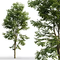 Tall Leafy Trees With Lush Green Foliage Strong Branches And Natural Appearance