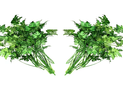 Organic Fresh Green Parsley Bunches Ideal for Healthy Cooking and Salads 3d model