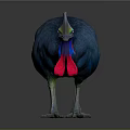 Vibrant Cassowary With Blue Feathers Red Wattles And Distinctive Casque On Gray Background