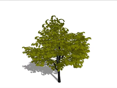 Lush Green Arbor With Dense Foliage And Dark Trunk Shadow 3d model