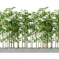 Lush Bamboo Plants With Green Leaves Arranged In Rows On Concrete Base
