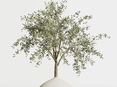 Olive Tree with Lush Green Leaves Planted in White Vase for Home Decoration 3d model
