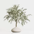 Olive Tree with Lush Green Leaves Planted in White Vase for Home Decoration