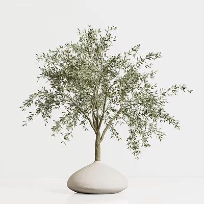 Olive Tree with Lush Green Leaves Planted in White Vase for Home Decoration 3d model