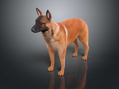 Brown Dog Standing On Dark Surface With Reflection In Studio Environment 3d model