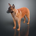 Brown Dog Standing On Dark Surface With Reflection In Studio Environment 3d model