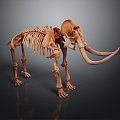 Modern Skeleton Elephant Skeleton Elephant Skeleton Animal Skeleton 3d model