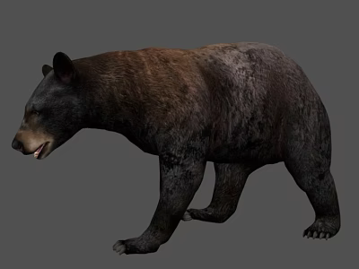 Realistic 3D Bear Model With Detailed Brown Black Fur And Walking Pose 3d model