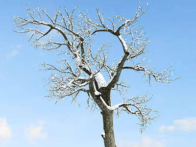 Deciduous Arbor With Snow Covered Branches Against Blue Sky And White Clouds 3d model