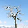 Deciduous Arbor With Snow Covered Branches Against Blue Sky And White Clouds