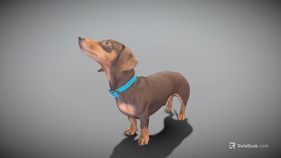 Playful Brown Dachshund Looking Up With Blue Collar On Gray Background 3d model
