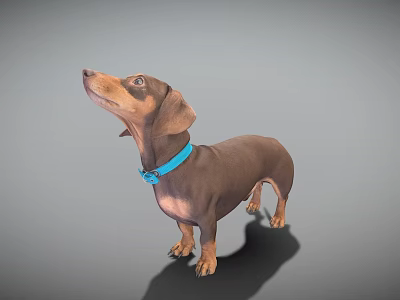 Playful Brown Dachshund Looking Up With Blue Collar On Gray Background 3d model