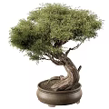 Small and Large Bonsai Trees with Twisted Trunks and Green Leaves in Ceramic Pots