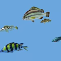 Five Colorful Tropical Fish With Various Colors And Stripes On Blue Background