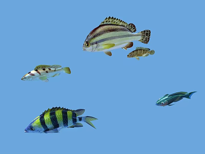 Five Colorful Tropical Fish With Various Colors And Stripes On Blue Background 3d model