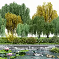 Deciduous Trees With Green Yellow Foliage By Pond With Water Lilies And Ducks