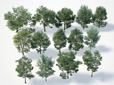 Different Species Of Green Arbor Trees With Various Foliage Shapes And Sizes For Garden Landscaping 3d model