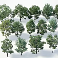 Different Species Of Green Arbor Trees With Various Foliage Shapes And Sizes For Garden Landscaping