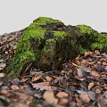 Stone and Wooden Log Covered with Green Moss Surrounded by Brown Fallen Leaves