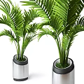 Bonsai Potted Plants with Green Palm Leaves in Silver Cylindrical Decorative Pots