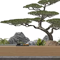 Bonsai Pine Tree Plant With Natural Rocks Small Green Plants And Wooden Stone Stand
