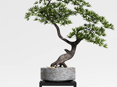 Bonsai Tree With Curved Trunk And Lush Green Foliage In Stone Pot On Black Stand 3d model