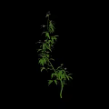 Vibrant Green Leaf Plant Featuring a Striking Purple Flower and Lush Foliage