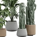 Modern Natural Garden Decor With Cactus Palm And Green Plants In Concrete And Wooden Planters