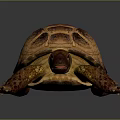 Realistic Tortoise With Brown Yellow Shell And Detailed Textured Skin On Dark Background