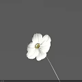 Beautiful Single White Bloom With Yellow Center And Stem On Gray Background 3d model