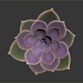 Rosette Shaped Succulent Plant With Pinkish Purple Leaves In Blue And Orange Pot