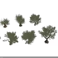 Different Olive Tree Varieties Showcased With Diverse Foliage And Trunk Shapes