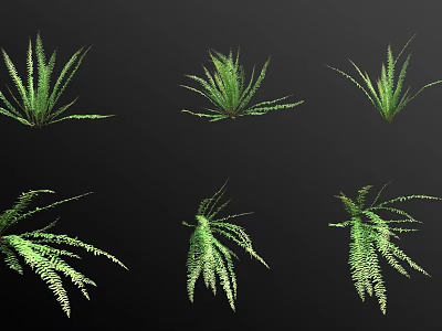 Various Green Foliage Plants for Indoor Decorative Design Display with Different Leaf Shapes 3d model