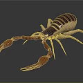 Brown and Beige Scorpion With Large Claws Tail And Reflection On Shiny Surface 3d model