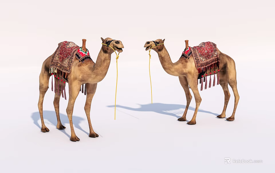 Two Camels With Traditional Decorated Saddles Standing Side By Side On White Background 3d model 